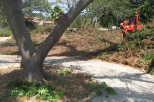 Landscaping Yard Brush Removal - Landscaping