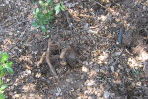 Landscaping Yard Brush Removal - Landscaping