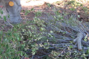 Landscaping Yard Brush Removal - Landscaping