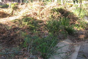 Landscaping Yard Brush Removal - Landscaping