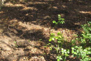 Landscaping Yard Brush Removal - Landscaping