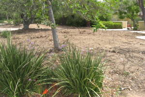 Landscaping Yard Brush Removal - Landscaping