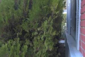 Landscaping Yard Brush Weed Removal - Landscaping