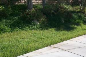 Landscaping Yard Maintenance Upkeep - Landscaping