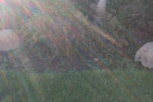 Landscaping Yard Maintenance Upkeep - Landscaping