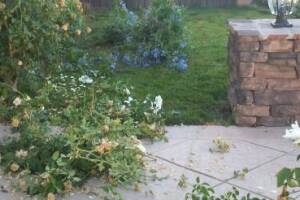 Landscaping Yard Maintenance Upkeep - Landscaping