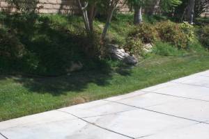 Landscaping Yard Maintenance Upkeep - Landscaping