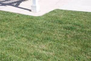 Landscaping Yard Maintenance Upkeep - Landscaping