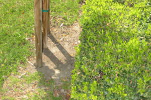 Landscaping Yard Overgrown Brush Weed Removal - Landscaping