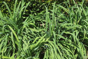Landscaping Yard Overgrown Brush Weed Removal - Landscaping