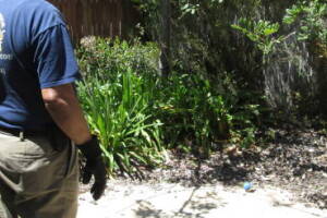 Landscaping Yard Overgrown Brush Weed Removal - Landscaping
