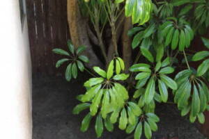Landscaping Yard Overgrown Brush Weed Removal - Landscaping