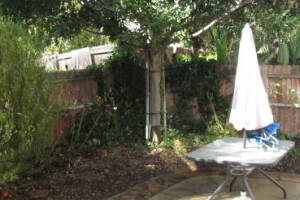 Landscaping Yard Overgrown Brush Weed Removal - Landscaping Landscaping Yard Overgrown Brush Weed Removal - Landscaping