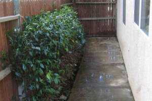 Landscaping Yard Overgrown Brush Weed Removal - Landscaping
