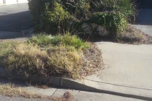 Landscaping Yard Overgrown Plant Cleanup - Landscaping