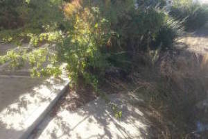 Landscaping Yard Overgrown Plant Cleanup - Landscaping