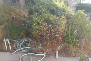 Landscaping Yard Overgrown Plant Cleanup - Landscaping