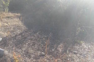 Landscaping Yard Overgrown Plant Cleanup - Landscaping