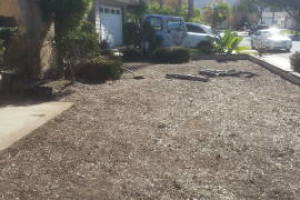 Landscaping Yard Overgrown Plant Cleanup - Landscaping
