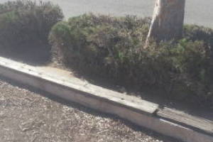 Landscaping Yard Overgrown Plant Cleanup - Landscaping