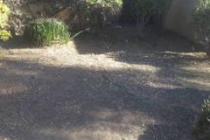 Landscaping Yard Overgrown Plant Cleanup - Landscaping