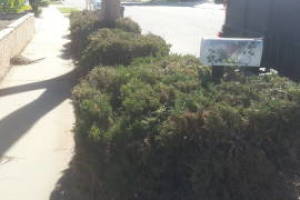 Landscaping Yard Overgrown Plant Cleanup - Landscaping