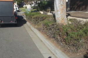 Landscaping Yard Overgrown Plant Cleanup - Landscaping