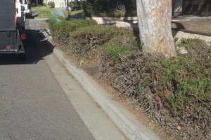 Landscaping Yard Overgrown Plant Cleanup - Landscaping