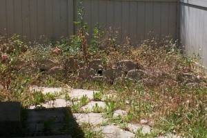 Landscaping Yard Weed Cleanup - Landscaping