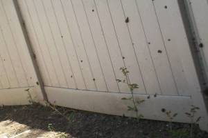 Landscaping Yard Weed Cleanup - Landscaping