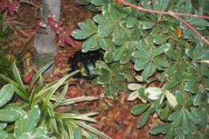 Landscaping Lighting Lamp Repair - Landscaping
