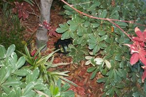 Landscaping Lighting Lamp Repair - Landscaping