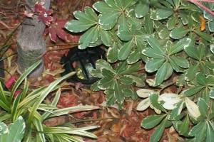 Landscaping Lighting Lamp Repair - Landscaping
