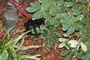 Landscaping Lighting Lamp Repair - Landscaping