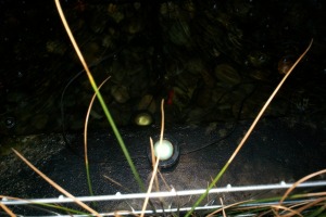 Landscaping Lighting Lamp Repair - Landscaping