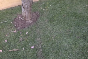 Landscaping Lighting New System - Landscaping