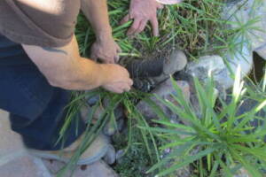 Landscaping Lighting Spotlight Repair - Landscaping