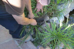 Landscaping Lighting Spotlight Repair - Landscaping