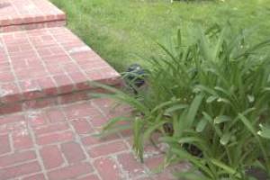 Landscaping Lighting System Replacement - Landscaping