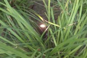 Landscaping Lighting System Replacement - Landscaping