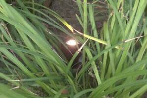 Landscaping Lighting System Replacement - Landscaping