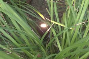 Landscaping Lighting System Replacement - Landscaping