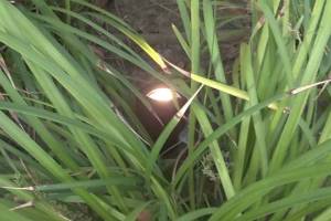 Landscaping Lighting System Replacement - Landscaping