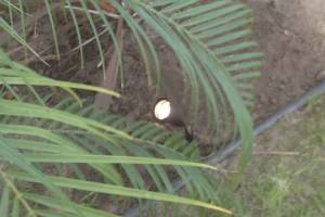 Landscaping Lighting System Replacement - Landscaping