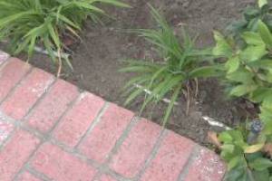 Landscaping Lighting System Replacement - Landscaping