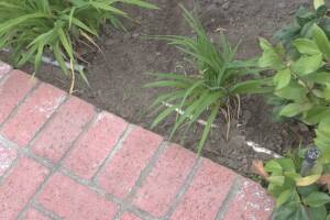 Landscaping Lighting System Replacement - Landscaping