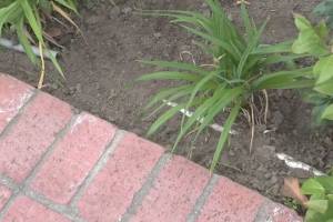 Landscaping Lighting System Replacement - Landscaping