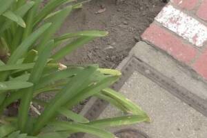 Landscaping Lighting System Replacement - Landscaping