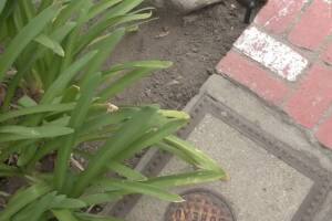 Landscaping Lighting System Replacement - Landscaping