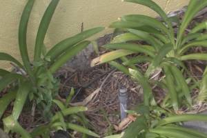 Landscaping Lighting System Replacement - Landscaping